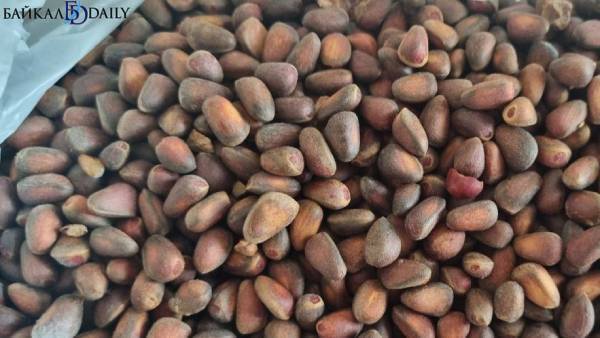 В Бурятию из Тывы с нарушением ввезли 20 тонн кедрового ореха