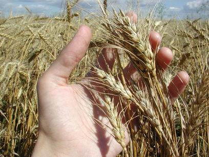 В Мухоршибирском районе Бурятии приступили к уборке зерновых