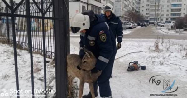 В Иркутске косулю, застрявшую в металлическом заборе, покусали собаки