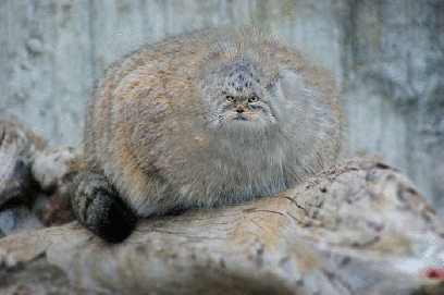 � ������� �������� ���������� ��� ������ ���������� ���� ������