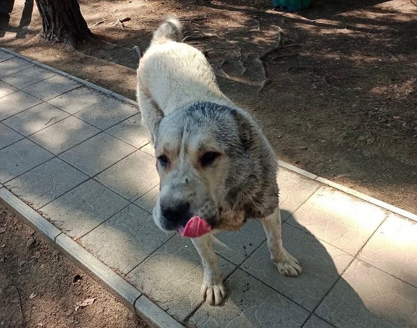 В Бурятии всем миром спасали алабая, который удрал от хозяев