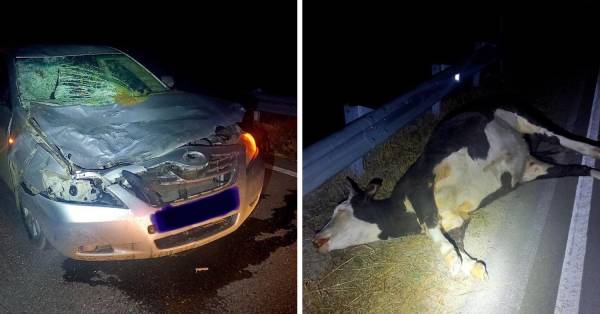 В Бурятии Toyota Camry врезалась в двух коров 