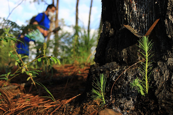 В Бурятии проведут лесной конкурс «Подрост»