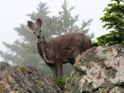 � ������� � ������� ������ ����������� ����� ����� �� �������