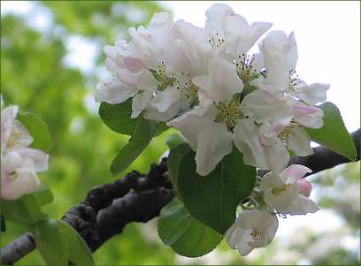 ��� � ������ ������� ���� ������ �������� 