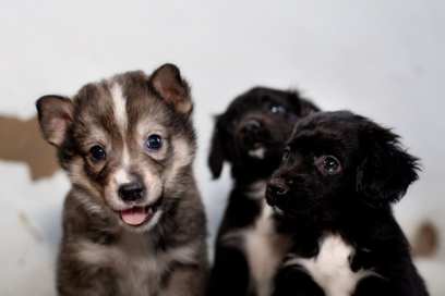 � ����-��� ������ ������������ ���� � ϸ�