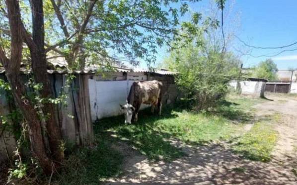 В пригородном селе в Бурятии безобразничает корова
