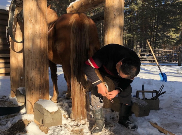 В Улан-Удэ музейного коня «переобули» в зимние подковы 