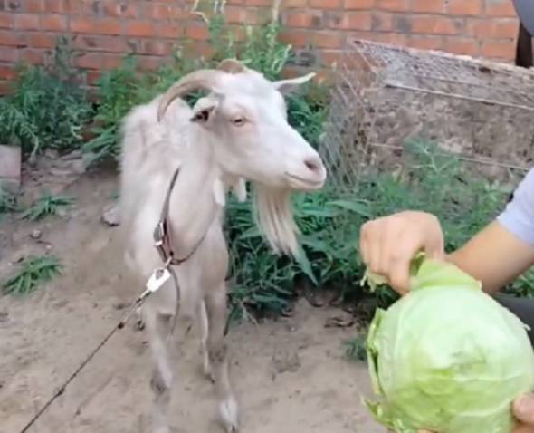 В Улан-Удэ напугавшую  людей ритуальную козу поселили в собачьем приюте 
