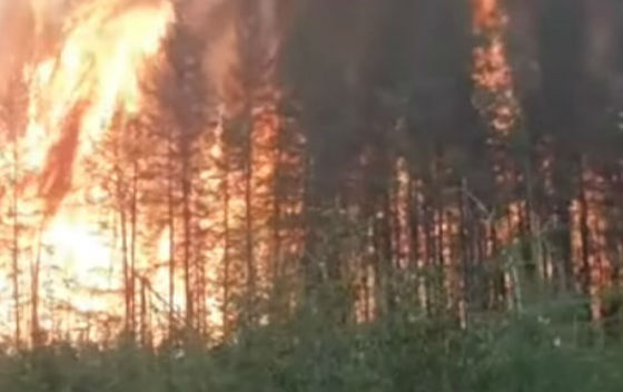 Пьяный забайкалец спалил лес на полмиллиона рублей