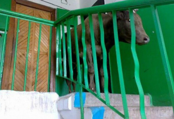 В подъезде дома в Улан-Удэ поселилась корова