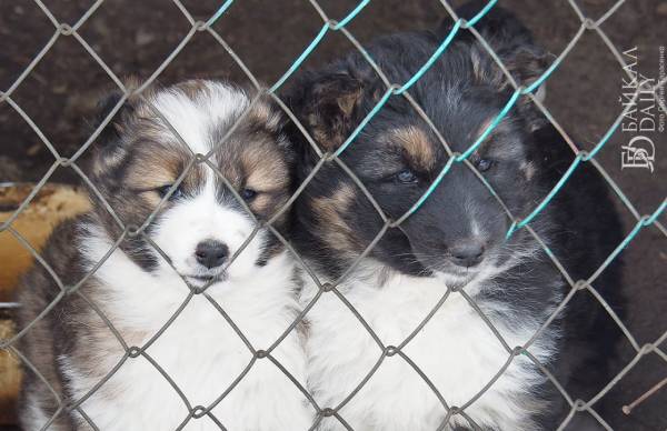 В Бурятии осудили ужесточение контроля за домашними собаками