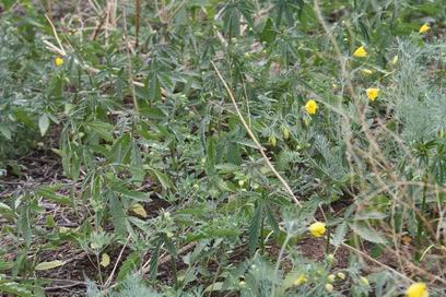 � ������� ���������� � ����������� ������������ �������