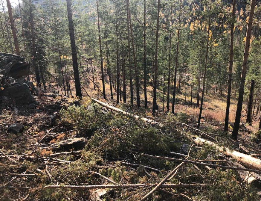 25 сосен коттеджный поселок тюнево. заиграевский лесхоз. голосеменные кедр. 25 сосен. 25 сосен коттеджный поселок тюнево.