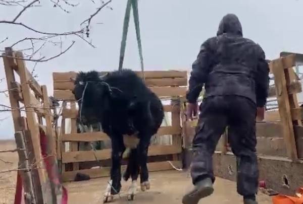 На севере Бурятии накажут владельцев коров, бродивших по улицам