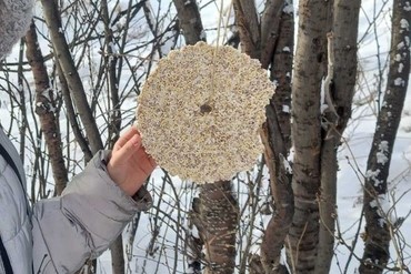 В Улан-Удэ школьники смастерили съедобные кормушки  