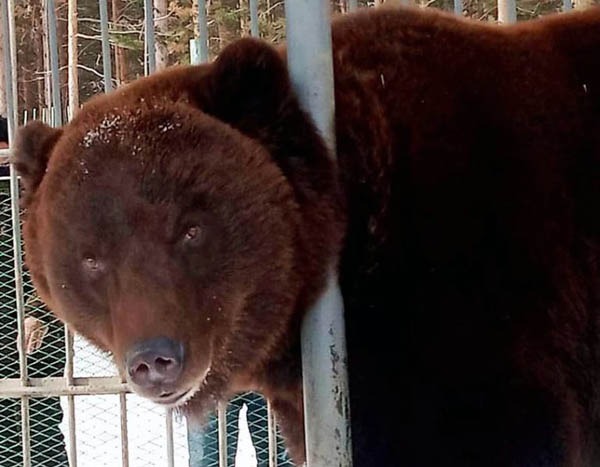 В этномузее Бурятии медведи погрузились в зимнюю спячку