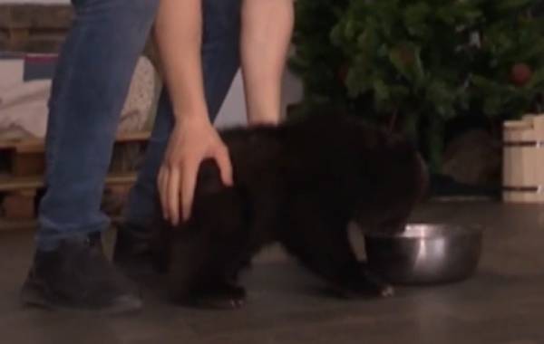 Медвежат выхаживают сотрудники зоопарка в Иркутске и в Листвянке