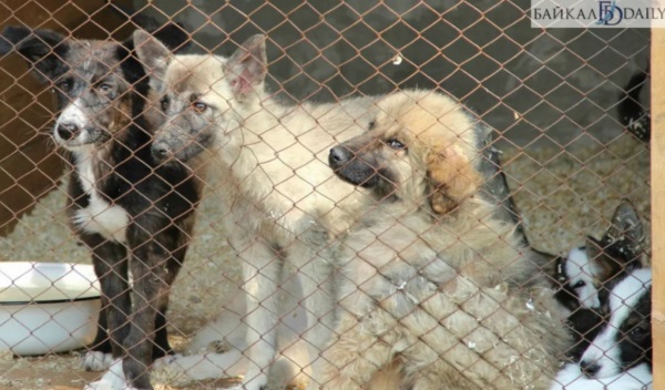 Из Бурятии под угрозой эвтаназии вывезли более 200 собак