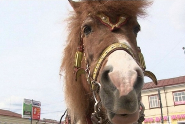 Владельцы пони подают в суд на комитет по культуре Улан-Удэ