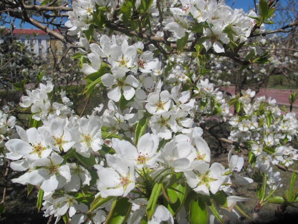В Улан-Удэ сегодня тепло и ветрено 