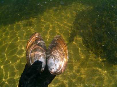 �������� ������������ ������� ��������� �������� ����� � ����������� ���