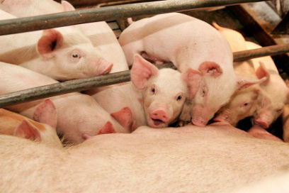 ���� ����� �� ������������� ���������-��������� � ������� � ���������� 