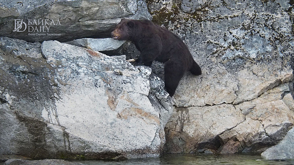 В Иркутской области медведь съел местного жителя