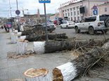 В Улан-Удэ на улице Кирова посадят рябину