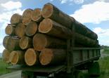 Бурятия и Забайкальский край подписали соглашение о сотрудничестве в сфере лесопользования