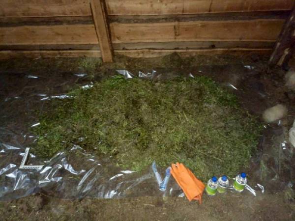 Житель Бурятии спрятал коноплю в стайке 