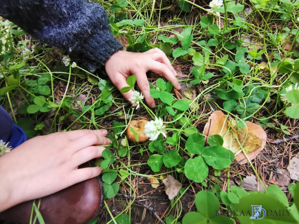 Жители Бурятии раскрывают «грибные» места