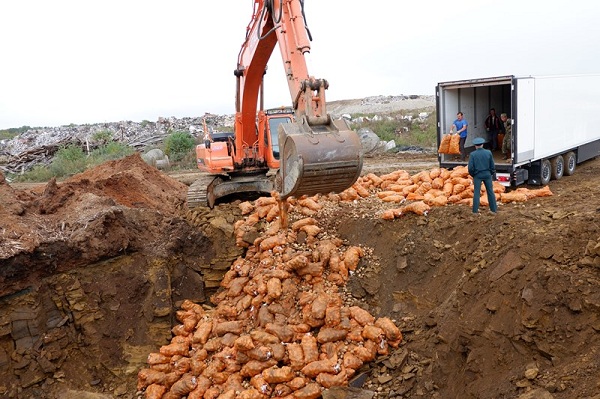 В Иркутске уничтожили 20 тонн заражённой картошки из Китая
