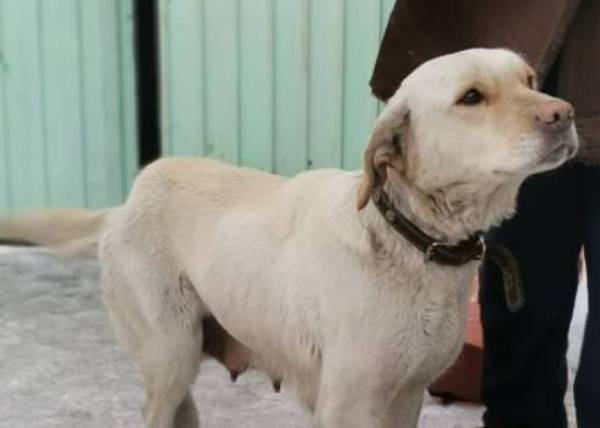Вырывает еду из рук: В Улан-Удэ спасают истощённую породистую собаку
