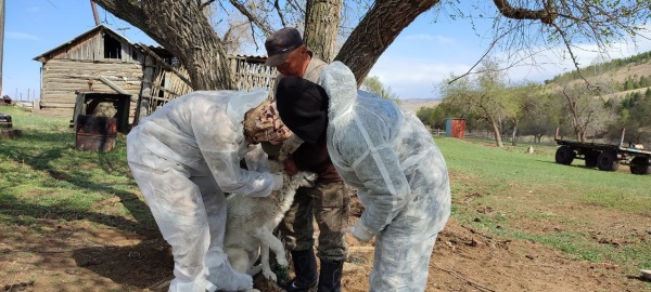 В районе Бурятии, где обнаружили бруцеллёз, изолировали здоровый скот