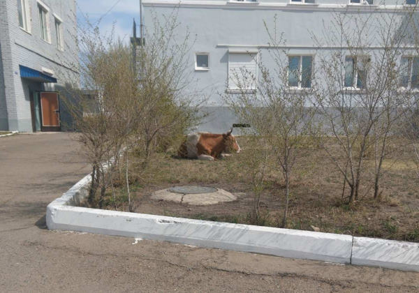 В Бурятии коровы разгуливали по территории больницы 