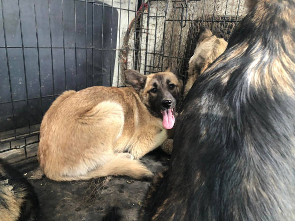 На Лысой горе в Улан-Удэ отловили шесть собак