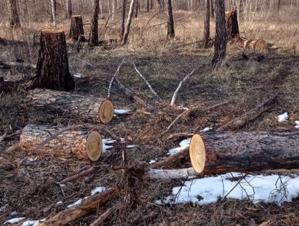 В Бурятии осудили преступную группу, вырубившую лес на 10 млн 