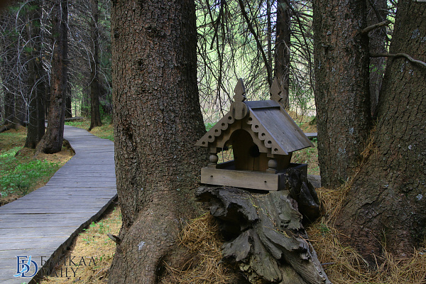 В Бурятии на станции «Байкальская» окольцевали 100 видов птиц