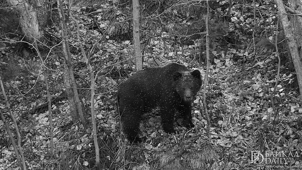 Житель Бурятии заявил, что вынужденно убил медведя