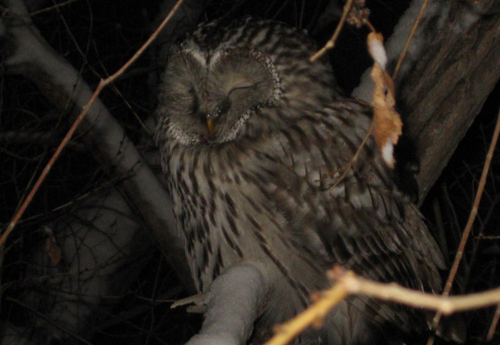 приметы о филине. совы прилетели в город самара. ночь луна сова. сова минервы вылетает в сумерки. если прилетел неясыть к дому, к чему.