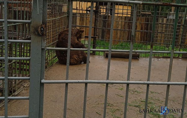 Медведи из Этнографического музея в Улан-Удэ основательно ушли в спячку