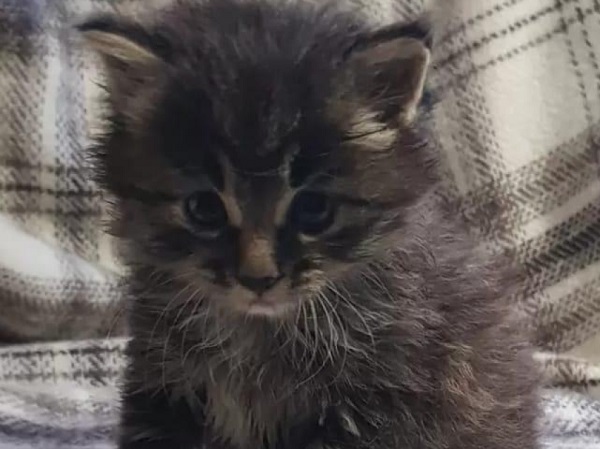 На ветстанции в Забайкалье появился четвероногий «сотрудник»