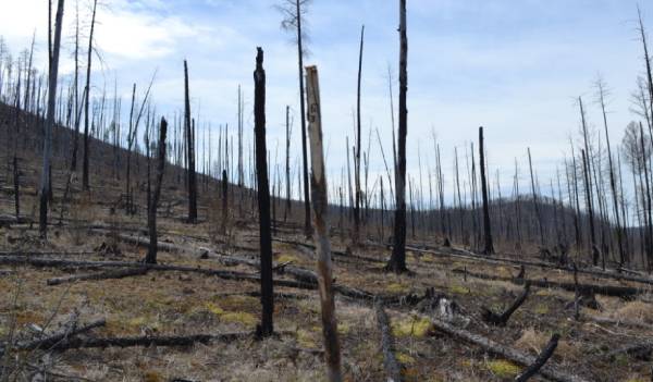 Жителям Бурятии напомнили о возможности сбора валежника в заказнике 