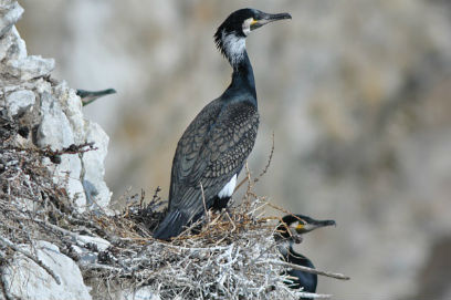 ׸���� ������� ��������� �� �������� ������ ������ 50 ���