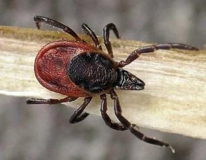 ������������� ������� ������ ������� ������ � �������� �����������