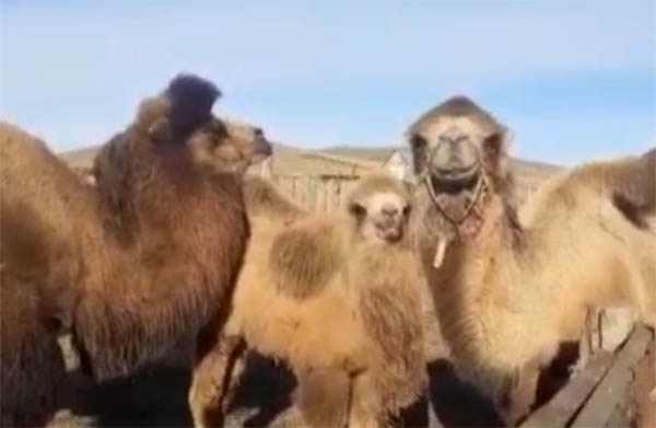 В Забайкалье появился верблюжонок «необыкновенной красоты»