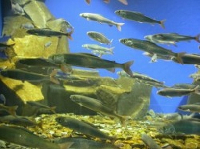 � ������ �������� ����������� ���������� �������� �������������������� ��������