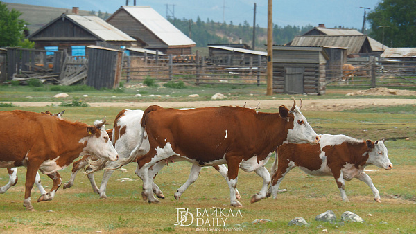 В Бурятии предлагают повысить штрафы для владельцев коров и лошадей