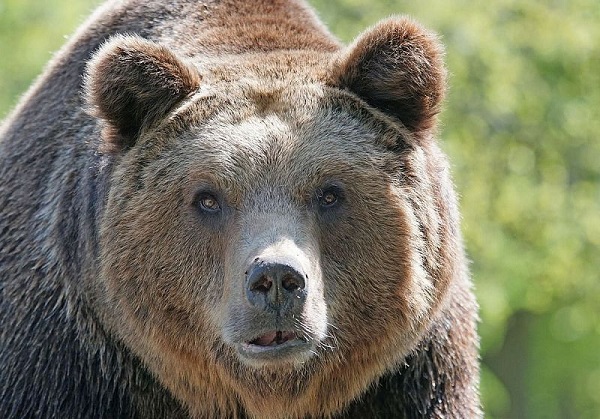 Нацпарк в Бурятии могут полностью закрыть из-за наплыва медведей